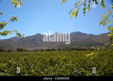 Grand Provence vignoble à Franschhoek - Afrique du Sud Banque D'Images