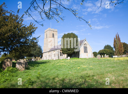 Les jonquilles au printemps à l'église All Saints, Grand Glemham, Suffolk, Angleterre Banque D'Images