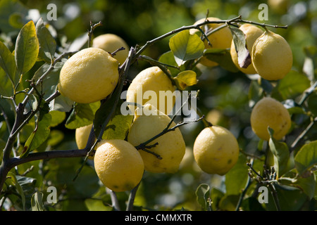 Citrons sur branch, Sicile, Italie, Europe Banque D'Images