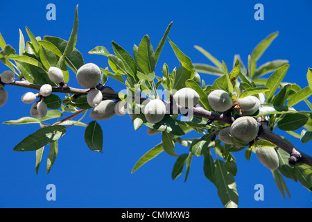 La direction générale sur les amandes, en Sicile, Italie, Europe Banque D'Images