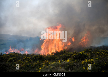 Le brûlage dirigé ou contrôlé, également connu sous le nom de réduction des dangers de brûlure ou Swailing à Dartmoor,Devon,l'ajonc, swaling,bracken Banque D'Images