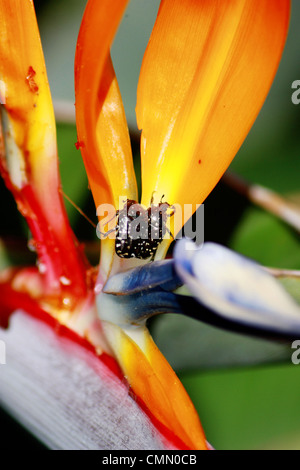 Close up d'un Strelitzia reginae, oiseau du paradis, avec deux coléoptères Banque D'Images