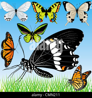 Papillons détaillées vector set Banque D'Images