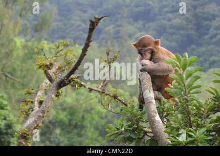 Singe macaque rhésus sauvages dormir sur une branche à Kam Shan Country Park, Hong Kong. Banque D'Images