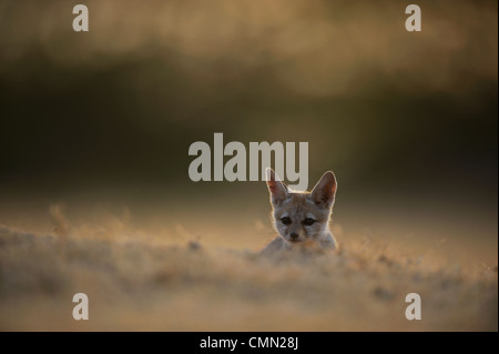 Bengal fox (Vulpes bengalensis), Indian fox Banque D'Images