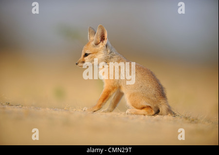 Bengal fox (Vulpes bengalensis), Indian fox Banque D'Images