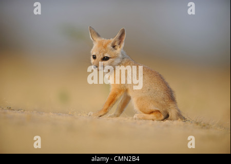 Bengal fox (Vulpes bengalensis), Indian fox Banque D'Images