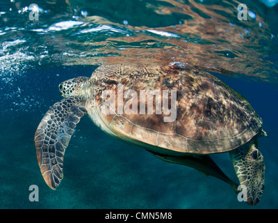 Tortue de mer verte à la surface à Abu Dabbab, Marsa Alam. Banque D'Images