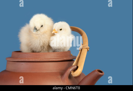 Deux adorables poussins de Pâques se blottir sur le dessus d'une théière en céramique Banque D'Images