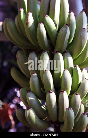 Les bananes accroché sur un arbre Banque D'Images