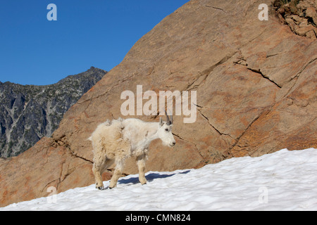 WA, lacs de montagne Désert, Ingalls Lake, Nanny goat Banque D'Images