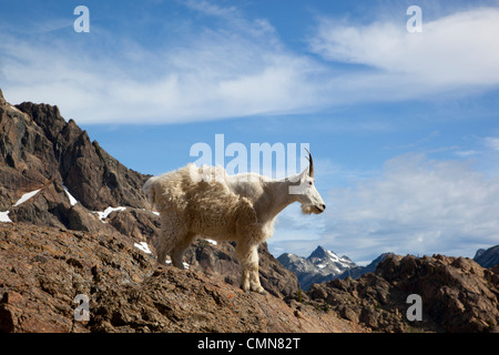 WA, lacs de montagne Désert, Ingalls Lake, Nanny goat Banque D'Images