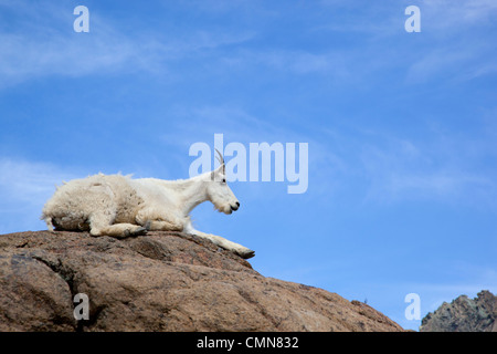 WA, lacs de montagne Désert, Ingalls Lake, Nanny goat Banque D'Images