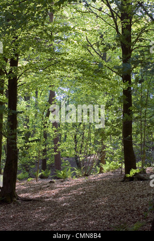 Forêt mixte au printemps comme le hêtre Wilmslow Cheshire Angleterre Banque D'Images