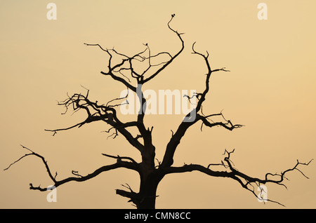 La silhouette des arbres contre coucher du soleil orange. Petits oiseaux assis dans les branches. Banque D'Images