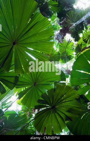 Licuala fan palm forêt tropicale à Cape Tribulation, Daintree National Park, Daintree, Queensland, Australie Banque D'Images