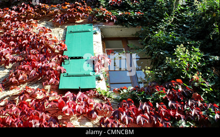 Le rouge et le vert lierre d'automne autour d'une fenêtre avec des volets en bois Banque D'Images