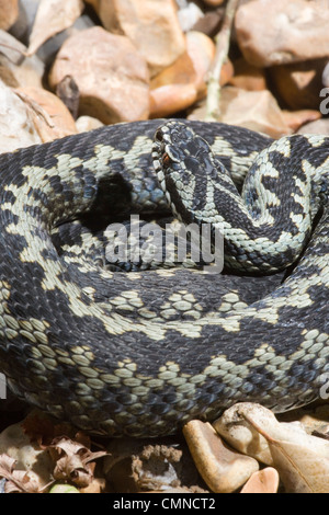 Vipère (Vipera berus). Mâle adulte. Banque D'Images