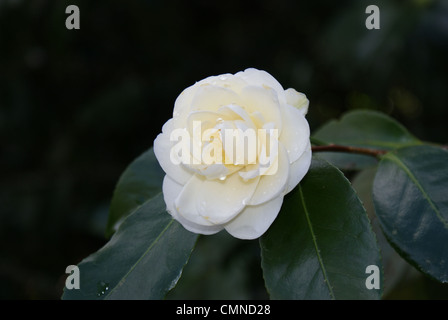 Fleur Rhododendron blanc avec des gouttes d'eau. Banque D'Images