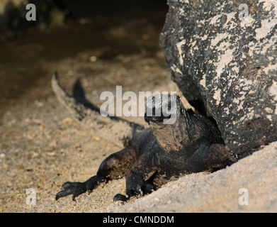 Un iguane marin des Galápagos baigne dans le soleil pour réchauffer lui-même. Banque D'Images