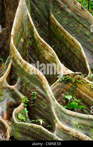 Contrefort racines de Shorea sp. dans la forêt de diptérocarpacées de plaine. Danum Valley, Sabah, Bornéo. Banque D'Images