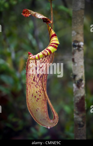 Grand pichet d'antenne hybride naturel sarracénie pourpre. Des monts de la forêt moussue heath ou '« kerangas » (', Maliau Basin, Bornéo Banque D'Images