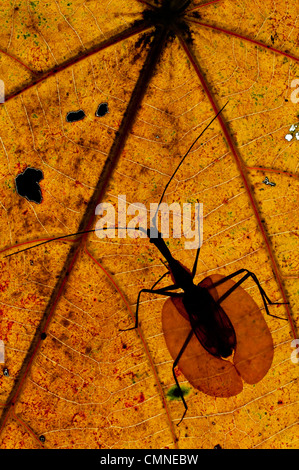 Violon adultes ponderosa sur la feuille en décomposition sur le sol de la forêt de pluie. Près de Camp de ginseng, Sabah's "Monde Perdu", Maliau Basin, Bornéo Banque D'Images