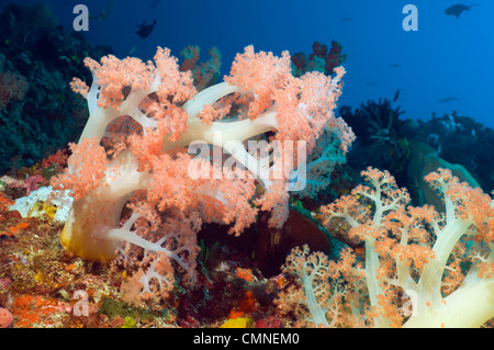 Coral Tree, Rinca, le Parc National de Komodo, en Indonésie. Banque D'Images
