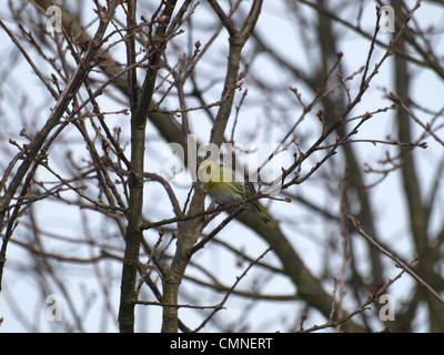 Tarin sur un arbre chêne anglais / Carduelis spinus, Quercus robur / Stiel-Eiche in Erlenzeisig Banque D'Images
