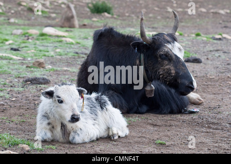 Yak mère et un bébé dans un camp nomade de haute altitude dans une vallée de montagne près de Lo Manthang. Banque D'Images