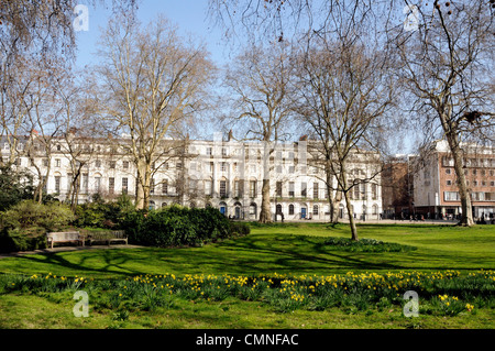 Le printemps avec les jonquilles en fleurs dans les jardins Fitzroy Square, une place géorgienne dans Fitzrovia, Camden Londres Angleterre Royaume-uni Banque D'Images