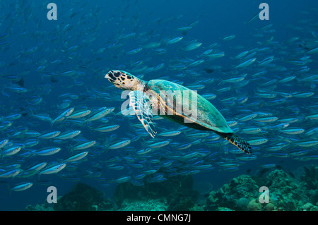 Tortue imbriquée avec une école de fusiliers en arrière-plan. Sipadan, Malaisie. Banque D'Images