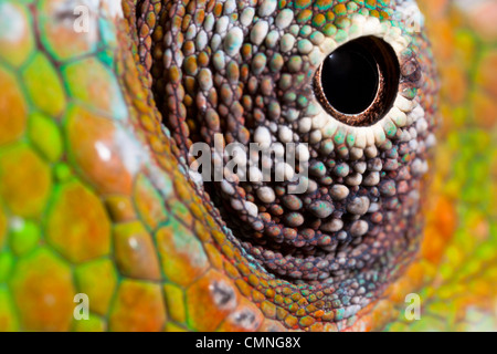 Caméléon panthère (Furcifer pardalis) close-up de l'œil. Péninsule de Masoala National Park, dans le nord est de Madagascar. Banque D'Images