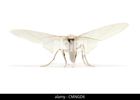 Ourapteryx sambucaria (c) photographié sur un fond blanc. Le Derbyshire, Royaume-Uni. Juillet. Banque D'Images