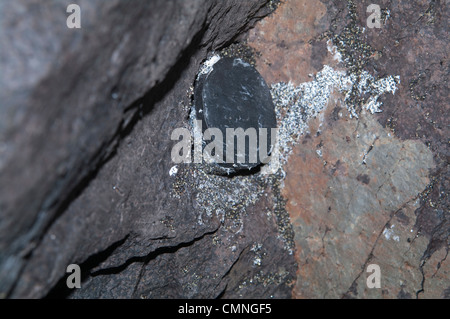 Conteneur de chasse au trésor - conteneur de chasse au trésor camouflé caché dans une paroi rocheuse, se mélangeant parfaitement avec son environnement naturel. Banque D'Images