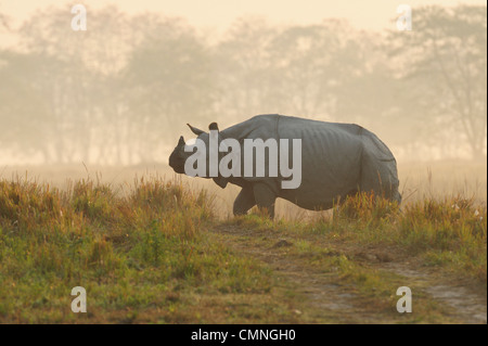 Rhino, rhinocéros indien (Rhinoceros unicornis) Banque D'Images
