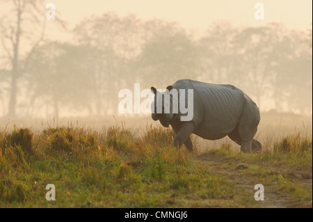 Rhino, rhinocéros indien (Rhinoceros unicornis) Banque D'Images