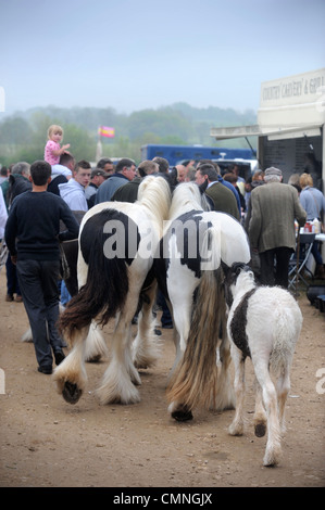 Une paire de chevaux à l'piebald Stow-on-the-Wold foire aux chevaux Mai 2009 UK Banque D'Images