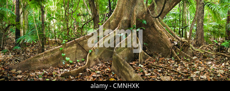 Butress racines d'un arbre. Parc national de Daintree, Queensland, Australie Banque D'Images