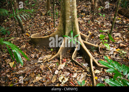 Butress racines d'un arbre. Parc national de Daintree, Queensland, Australie Banque D'Images