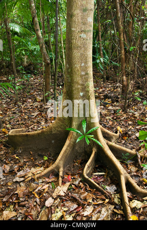 Butress racines d'un arbre. Parc national de Daintree, Queensland, Australie Banque D'Images