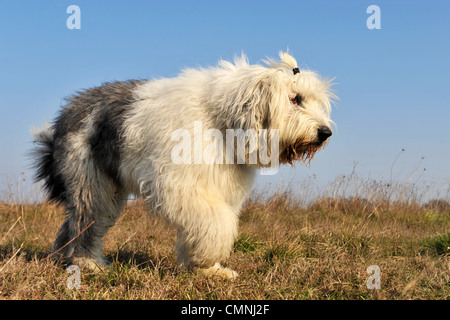 Old English Sheepdog race walking in a field Banque D'Images