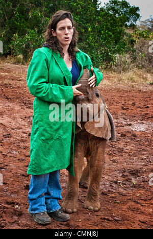 Veau de l'Eléphant d'Afrique, Loxodonta africana, suçant la main d'un guide, d'éléphant Sheldrick, Nairobi, Kenya, Afrique Banque D'Images