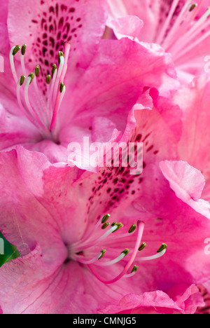 Close up of pink azalea en pleine floraison au printemps avec étamines vers le haut Banque D'Images