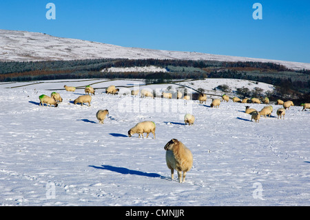 Les moutons dans la neige au-dessus de l'abbaye de Bolton, Yorkshire du Nord Banque D'Images