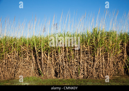 Champ de canne à sucre près de Cairns, Queensland, Australie Banque D'Images