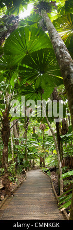 Forêt de palmiers Licuala sur Dibuji Boardwalk. Cape Tribulation, parc national de Daintree, Queensland, Australie Banque D'Images