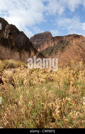 Vue vers la rive sud du ruisseau de monument jusqu'à proximité de la rivière Colorado, Grand Canyon, AZ, février. Banque D'Images