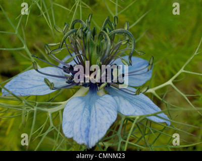 Un seul Nigella damascena fleur bleu nuit montrant le détail. Banque D'Images