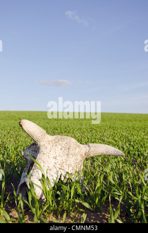 Crâne de vache dans le champ des cultures de printemps et le ciel Banque D'Images